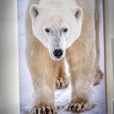 L'ours Brun - Au Pied Des Pistes Avec Un Parking Huez